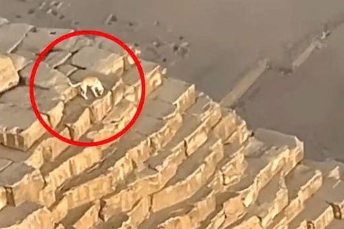 Chú chó đứng sủa trên kim tự tháp 'lột xác' ngành du lịch ở Ai Cập