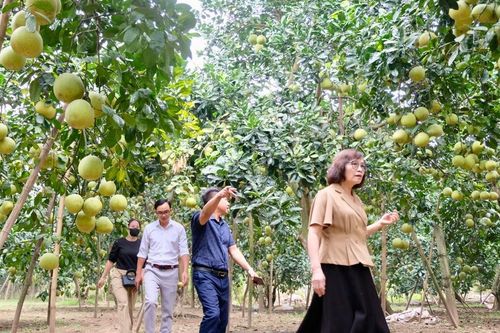 Hà Nội: doanh nghiệp về tận vườn thu mua chuối, bưởi cho nông dân