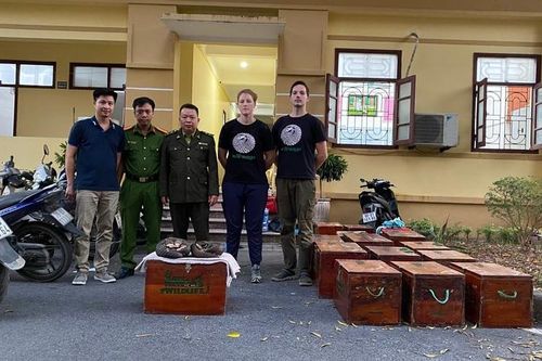 Cứu hộ thành công 11 cá thể tê tê
