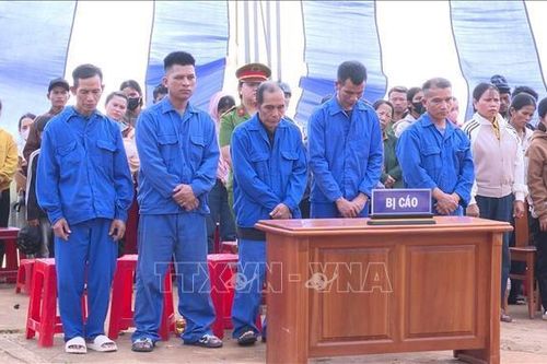 Xét xử 5 đối tượng hủy hoại rừng để làm nương rẫy