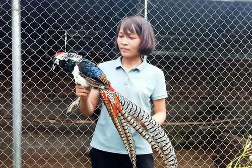 Nuôi chim có lông 7 màu được cấp mã nuôi động vật quý hiếm