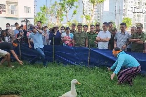 Cười nắc nẻ với trò 'bịt mắt bắt vịt' ở thành phố du lịch