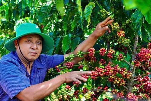 Giá cà phê tăng cao: Người dân lo nạn trộm cắp