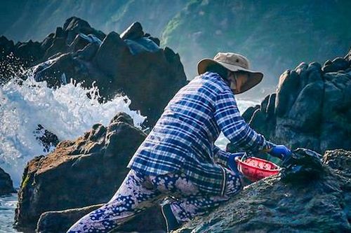 Nhọc nhằn thu hoạch 'lộc biển' trên ghềnh đá bên sóng dữ