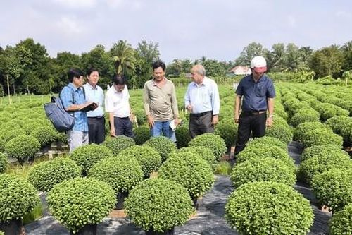 Nhà vườn nhổ bỏ hàng nghìn chậu cúc mâm xôi phục vụ Tết do chậm ra hoa