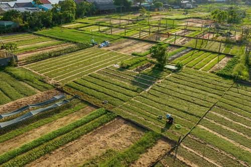 Quảng Nam: Làng rau Trà Quế được vinh danh là'Làng Du lịch tốt nhất' năm 2024