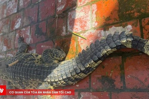 Bạc Liêu: Bàn giao cá thể cá sấu nặng gần 100kg cho chủ cơ sở tư nhân nuôi dưỡng