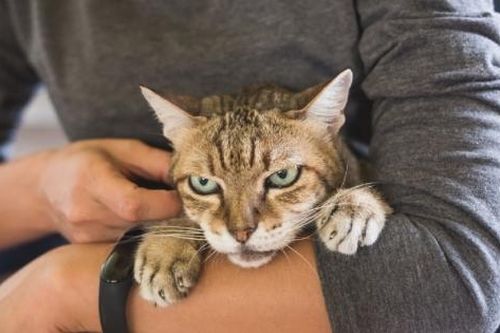 Nhiễm ký sinh trùng nguy hiểm do thói quen ôm chó mèo