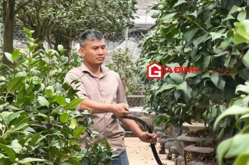 Làng hoa Phụng Công hồi sinh sau bão, tất bật chuẩn bị mùa Tết