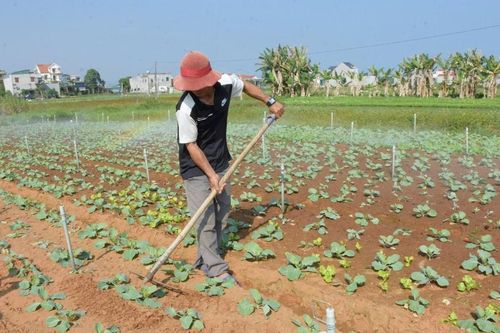 Nông dân Nghệ An bám đồng chăm sóc cây trồng vụ Đông