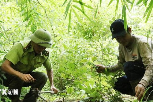 Đắk Lắk: Ngăn chặn tình trạng săn bắt động vật hoang dã, xâm hại tài nguyên rừng
