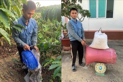 Nạn trộm cắp cà phê gây hoang mang cho các nông hộ Lâm Đồng