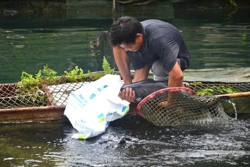 Mạnh dạn bẻ lái nuôi con 'hiền như cục đất', người nông dân thu về 40 tỷ rất nhẹ nhàng