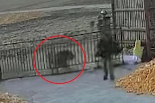 Clip: Hổ dữ phá cửa, định xông vào nhà tấn công người đàn ông