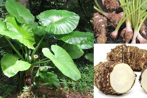 Chữa ung thư bằng bài thuốc truyền miệng, người phụ nữ nhập viện cấp cứu gấp