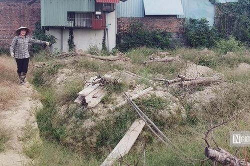 Vùng trồng đào cảnh lớn nhất Hải Phòng tan hoang trước Tết
