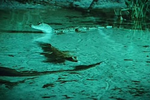 CLIP: Cá sấu trêu người trăn khổng lồ, sát thủ đầm lầy tự biến mình thành mồi ngon của trăn khổng lồ