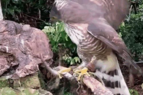 CLIP: 'Nghẹt thở' trước màn tử chiến của diều hâu và rắn độc