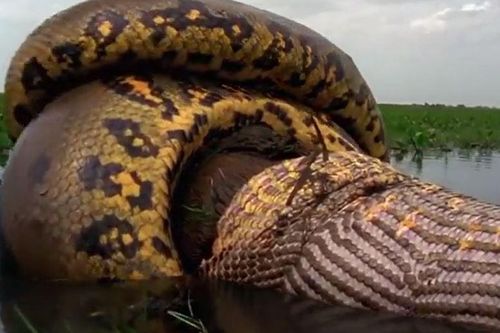 CLIP: Trăn Anaconda siết chặt rồi nuốt chửng chuột lang 'khủng' trong tích tắc