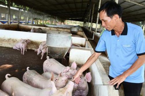 Trở thành tỷ phú nông dân khi trồng loại cây 'đẻ ra vàng'