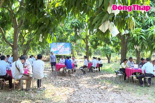 TP Cao Lãnh nhân rộng vườn xoài kiểu mẫu