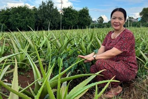 Trồng xen nha đam lấy ngắn nuôi dài