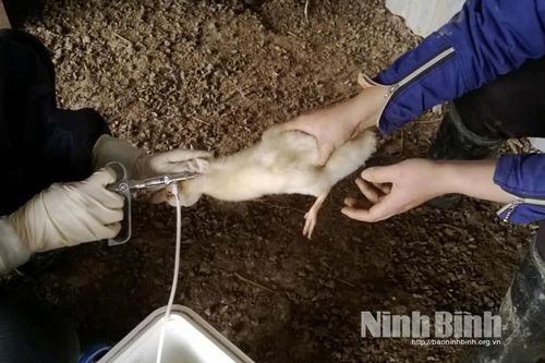 Tăng cường tiêm phòng vụ thu đông cho đàn gia súc, gia cầm
