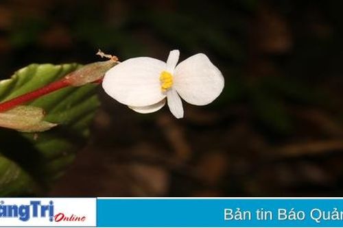 Phát hiện loài Thu hải đường hoa thưa tại Khu Bảo tồn thiên nhiên Đakrông