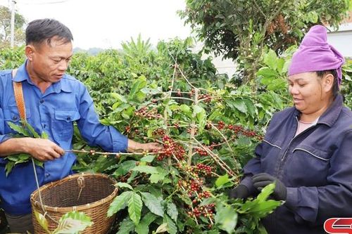 Mai Sơn vào vụ thu hái cà phê