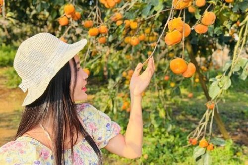Mãn nhãn mùa 'quả vàng' trên thảo nguyên Mộc Châu