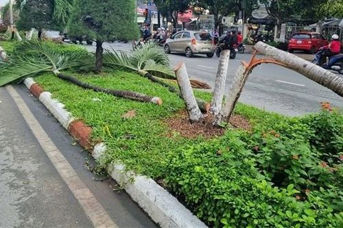 Truy tố Phó Giám đốc thuê người cắt 9 cây cau