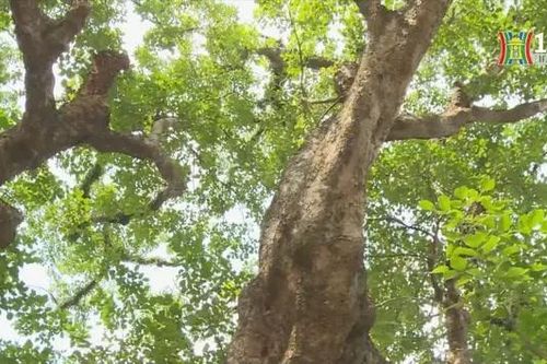 Cây nhội ở đình An Phú được công nhận cây Di sản