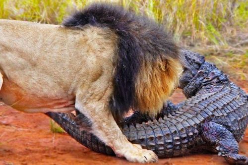 Cá sấu lên bờ và cuộc chiến với chúa tể thảo nguyên