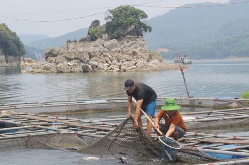 Hòa Bình xây dựng và phát triển thương hiệu cá, tôm Sông Đà