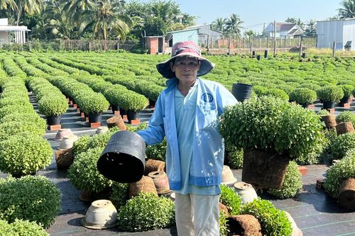 Bến Tre người dân gặp khó vì cúc mâm xôi chậm ra hoa