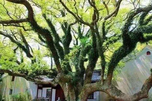 Loài cây báu vật, thế giới chỉ có ở một nơi