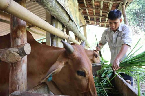 Nuôi bò theo nhóm hộ giúp đồng bào cải thiện kinh tế
