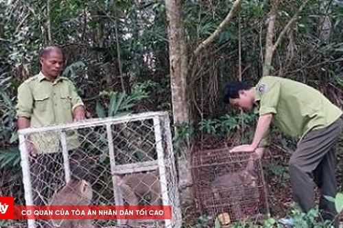 Đắk Lắk quyết liệt ngăn chặn nạn săn bắt động vật hoang dã