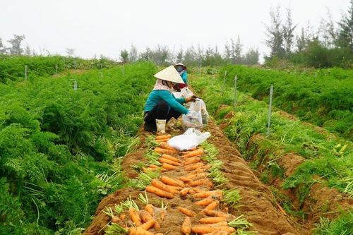 Nông dân miền biển Nghệ An thu hoạch cà rốt vụ sớm năng suất cao