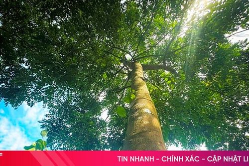 Huyện miền núi Hà Tĩnh 'làm giàu' hơn 4.300 ha rừng tự nhiên