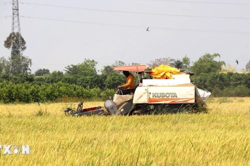 Kiên Giang đặt mục tiêu phát triển 200.000ha lúa chất lượng cao