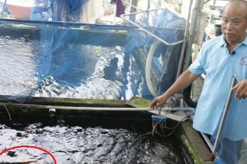 Mạnh dạn đầu tư nuôi con 'hiền lành, mắn đẻ', anh nông dân nhẹ nhàng kiếm 1 tỷ đồng/năm