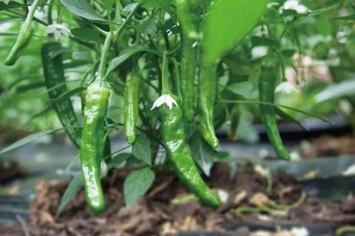 Giống ớt đắt hơn cả thịt bò, từng có giá hơn 2 triệu đồng/kg