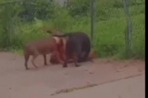 CLIP: Ba con chó Pitbull hợp sức tấn công giết chết đồng loại dã man