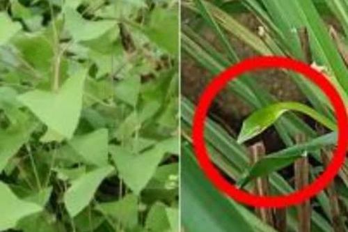 Một lão nông đã bắt rắn 40 năm chia sẻ kinh nghiệm: Rắn độc cũng sợ loại cây này, khi trồng trong sân có thể ăn được và xua đuổi rắn