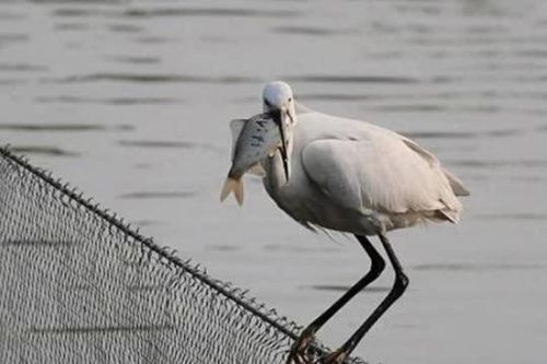 Làm thế nào để các loài động vật ăn cá trong tự nhiên tránh bị mắc kẹt vào xương cá? Họ có thủ đoạn gì?