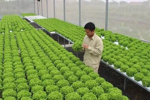 Phát triển nông nghiệp xanh phải đổi mới tư duy sản xuất