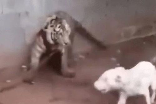 CLIP: Thấy hổ bị xích, chó nhà 'diễu võ dương oai' và cái kết khiến người xem 'sốc'