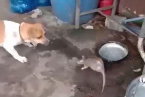 CLIP: Chuột cống 'khủng' chơi lớn, tấn công chó nhà và cái kết