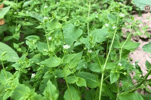Rau dại mọc ven đường, nay bán 70.000 đồng/kg thành đặc sản hương vị lạ